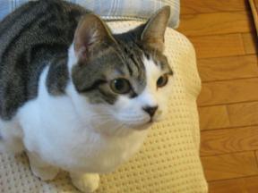 ソファでぴんちゃんを見るのが日課になってる女子