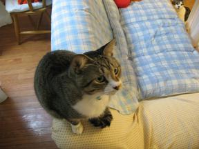 ソファでぴんちゃんを見るのが日課になってる男子