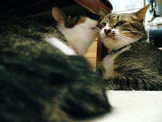 たまに仲良し風になる