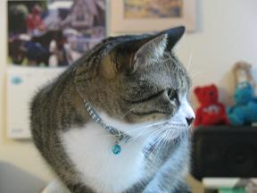 ぴんちゃんが2階へ行った後の兄