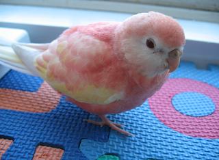 アキクサインコちゃん、名前いまだ考え中