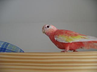 即ベッドの方へ飛ぶ