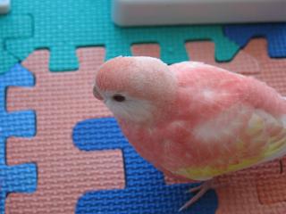 ひょこひょこ歩くアキクサインコちゃん