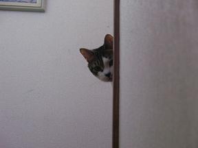 家政婦は見た風