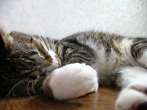 ぐっすりダョ、トイレでだけど。。。