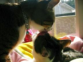 いきなり来て舐める