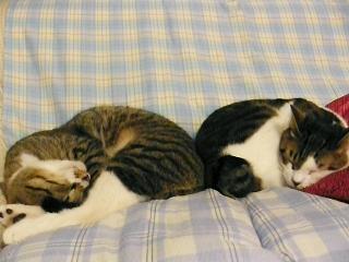 年の瀬に仲良く寝るふたり