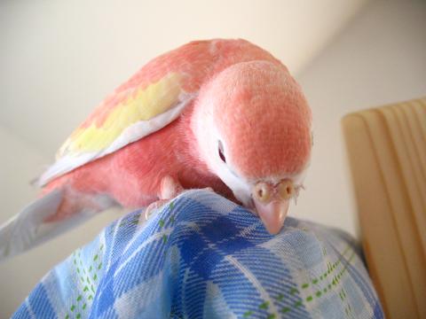 かじることも忘れない