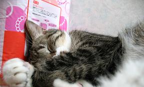 まぁベッド下より安心か