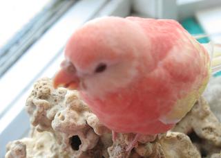 ちょっと小声でおたけぶお方