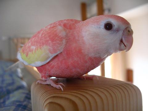 次はどこへ飛ぼうかと思案中