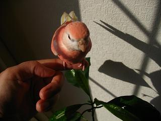 どうも同じ絵柄が多い。