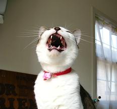 単なるあくびしたかっただけならしい