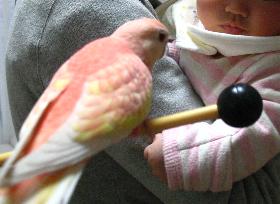 鉄琴の棒が便利♪