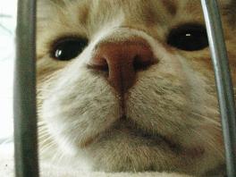 アップなトラ君