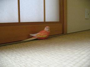 畳の上でたたずむ彼