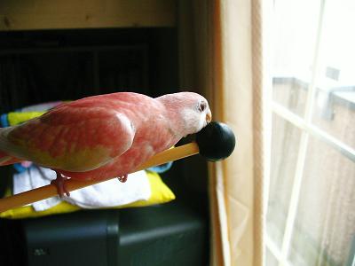 なんでもとりあえずかじかじ