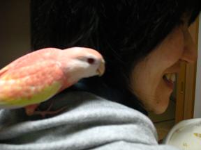 フードがお気に入り