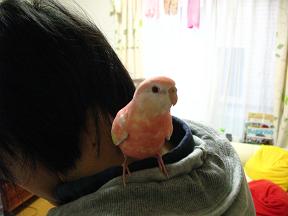 ずーっと肩から離れない