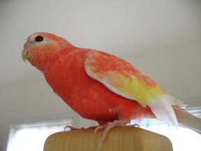 その羽、ひっぱったら取れそうですが？