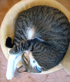 飛び込み選手？！