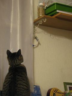 見てます見てます