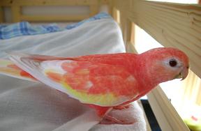 白い羽が若干汚いぞ