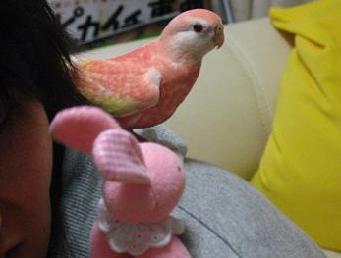 ピンク同士やん