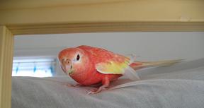 取れそうな羽が気になる～