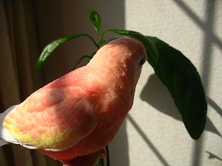 アボカド君を見る後姿