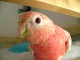 まゆ毛跡もすっかりなくなったョ