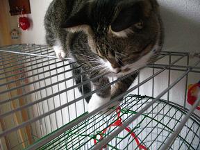 はまっちゃってる風なんですが。