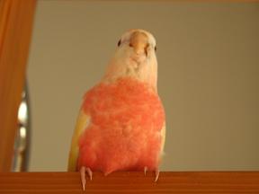 はしごにちょこん