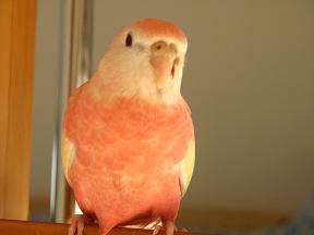 1段下がってもらいマシタ