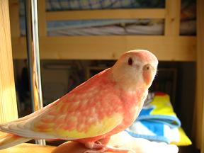 天井にはぶつからなくなったョ