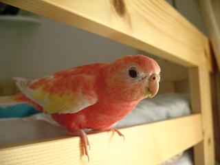 歩き回って落ち着きがない男子