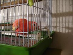 ケージをよくかじる男子