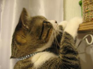 そんなに見たいんかーっ