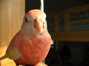 またしてもバック暗っ