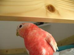 相変わらずカジカジ好き