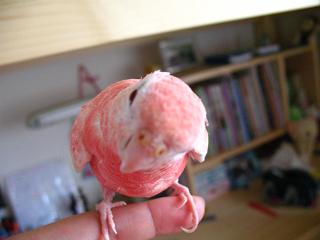 どれどれ顔を見せておくれ