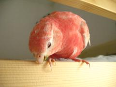 あちこちかじかじ