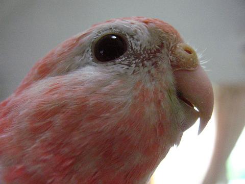 超アップで撮ってみる