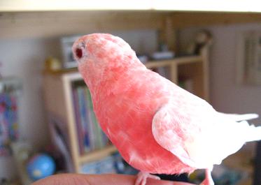 だいぶ治ったかなぁ～