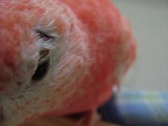 1日にして毛が抜けて出来た人工まゆ毛