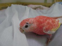 遠目で見るとおかしい