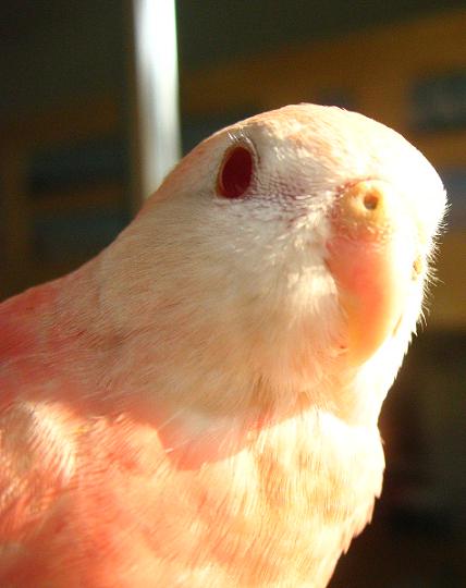 超ドアップデスョ