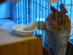 トラ君、、、キミも似たもの同士だねー