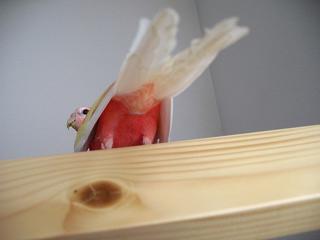 母にお尻を向ける男子