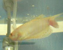 しっぽ辺りが赤いぞ。。。